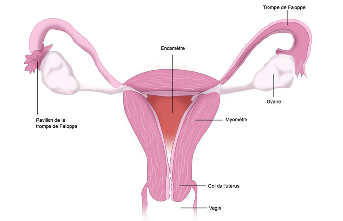 Schéma anatomique de l'utérus