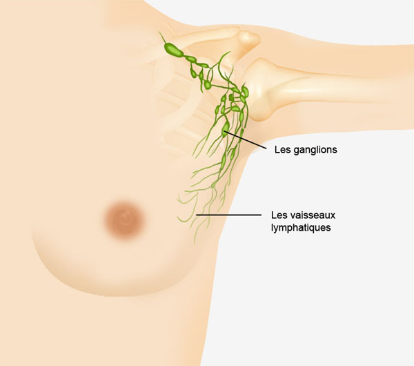 Schéma anatomique du sein et des relais ganglionnaires