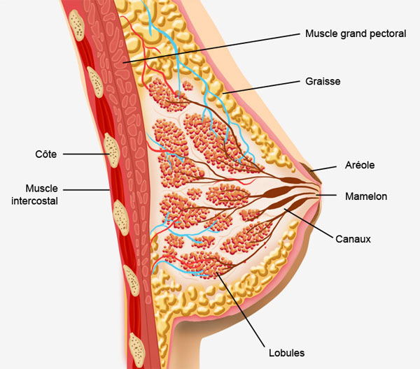 Schéma anatomique du sein